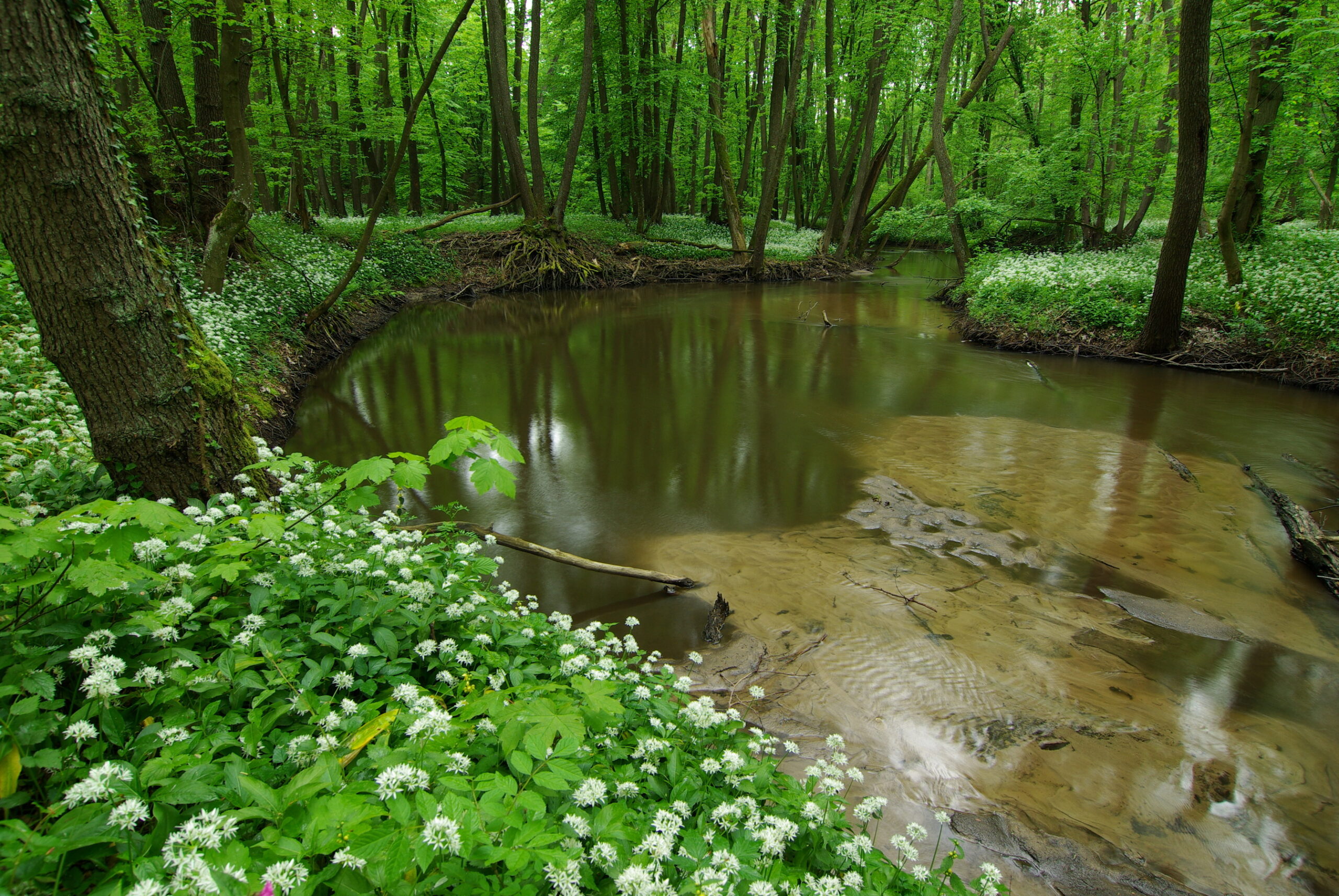 rastliny;semenné rastliny;krajina